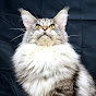 Wildirises Maine Coons logo