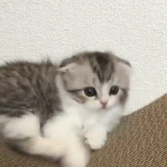 parad