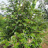 4YZHYe7yhpk-channel-avatar-Rasito Sito berkebun