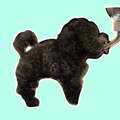 Chiuchiu Lifeアイコン画像