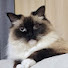 x5XpScBG7FY-channel-avatar-KoreaKimchi