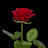 @BloomingRose777