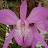@orquideasmexicanasyotraspl6599