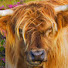 WCkcfe9B8Lk-channel-avatar-TheCowness