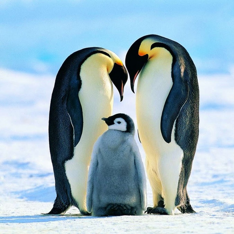 Travel with Penguins 🐧