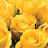 @yellow_rose-