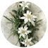 eBh1TraaHTU-channel-avatar-Floare De Colt - Citiri Zilnice