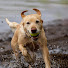 G92QqnHUkfk-channel-avatar-Animal Hub378
