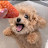 @바니양33