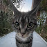 C8pTgoMx2t0-channel-avatar-MeTheCatt