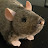 YouTube profile photo of @NOHOLOCO