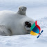 BjNiiZP_zQg-channel-avatar-Slippery Seal