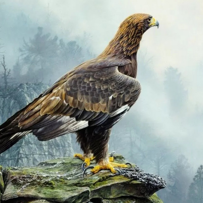 Chim Săn Mồi Việt Nam