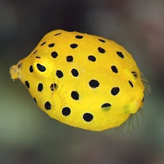 hakofugu_JPアイコン画像