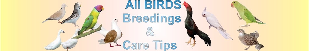 All Birds breeding & care tips YouTube channel avatar