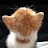 @써든리_냥냥이_fuzxsf