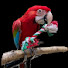 zomZD7otPlY-channel-avatar-Macaw Takeover