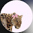 @z___a2a