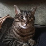 TheEpicDragonCat