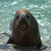 SEA ​​LION JS