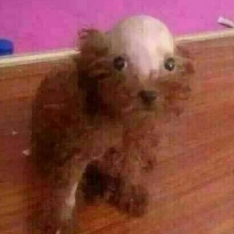 Ranking Impressive Videos 👍 #best