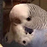 nl_CFZSEqDs-channel-avatar-Chickpea Hobbies