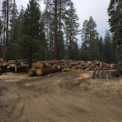 Forestry Fun