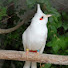 yma51vzZlhU-channel-avatar-ชิวีตบ้านๆ-ชอบต่อนก