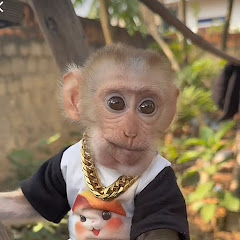 Monkey BiBi 168