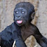 oyGrRsXgRuU-channel-avatar-Baby gorillas 
