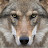 @canislupus7058