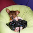 WQStYe0OwB4-channel-avatar-puppyeyes