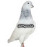 -GY5aNVRldo-channel-avatar-Jaidi Pigeons Club
