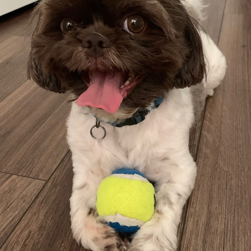 Little Shihtzu 