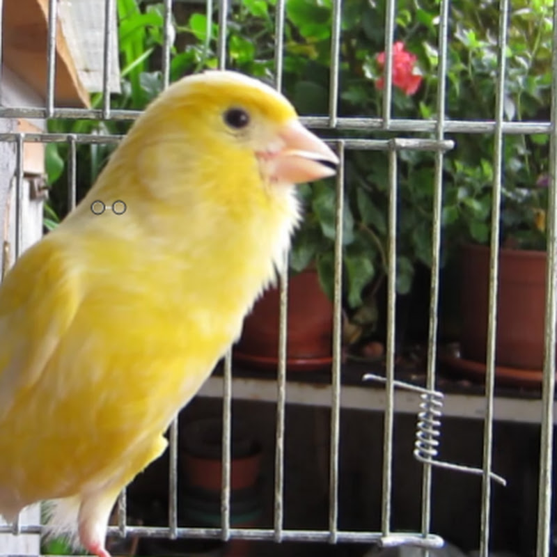 Birds song