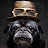 @UnleashedPetPhotography Avatar