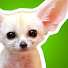 d1sI27JZPYc-channel-avatar-ZooBorns