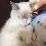 cute funny cat可愛い猫ちゃん