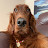 Irish Setter Elsa