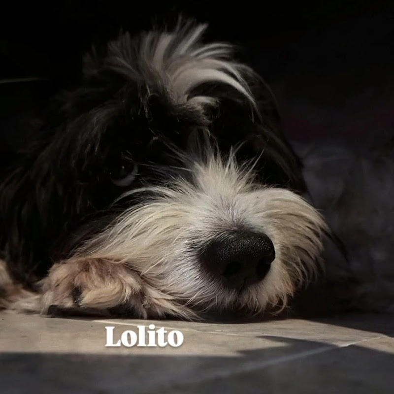 lolito 🐾