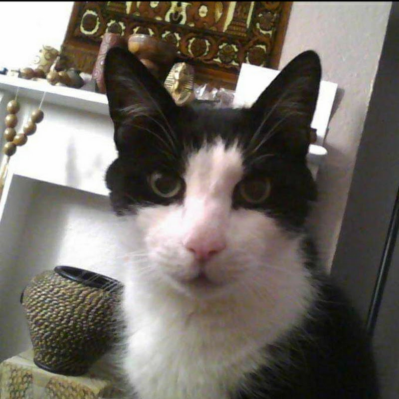 Lil A's Place(Memes My Way)