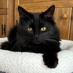 黒猫ノアとモナ子アイコン画像