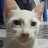 Avatar de @mrcat8493