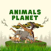 Animals Planet