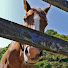 -B10O1GW-ms-channel-avatar-すぅの競馬チャンネル