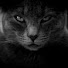 PCAJRICFm4M-channel-avatar-Anything fun