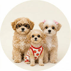 Pets on Tour