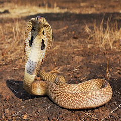 Snake world