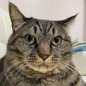 ねこじま まめたろう