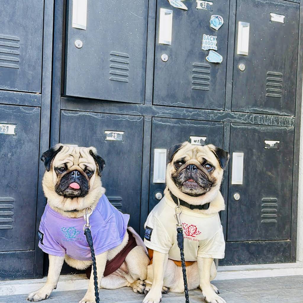 パグ走りおパグさん:フォーンver.(RUN PUG RUN) YouTube